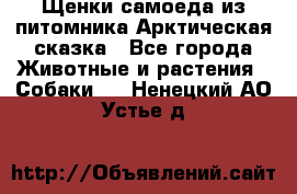 Щенки самоеда из питомника Арктическая сказка - Все города Животные и растения » Собаки   . Ненецкий АО,Устье д.